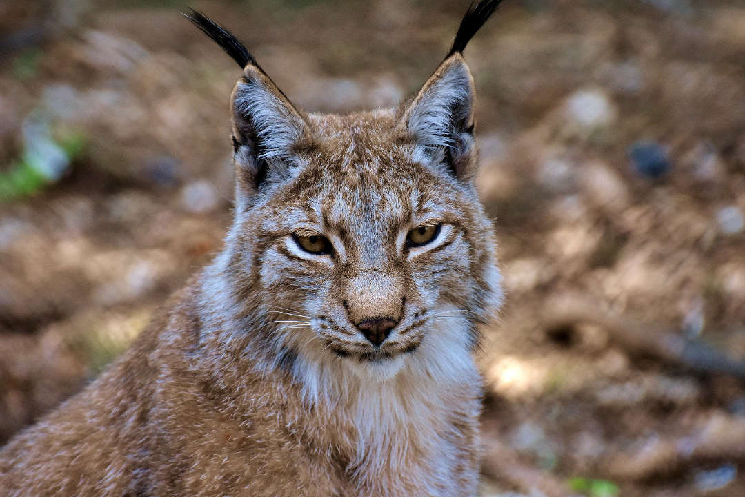 Luchs im Tierpark Ferleiten